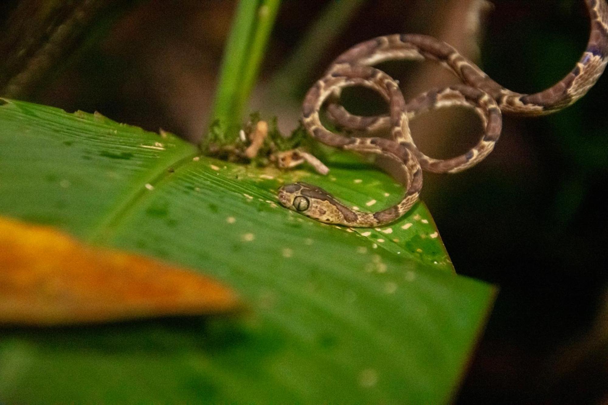 Carey Lodging Tortuguero Bagian luar foto
